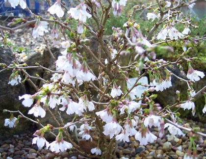 Prunus 'Kojo-no-mai' 452/20